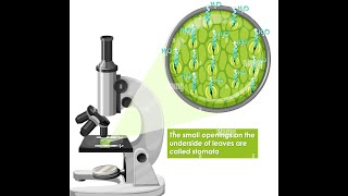 How a leaf look like under microscope and what are those holes?