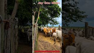 🐄 आनंद से दौड़ती गौ माता का मनमोहक दृश्य 🌿✨ #gaumata #shorts