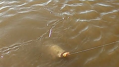 Murray Cod Fishing in lake Mulwala Dash 4 Cash 2022. Mind the language