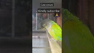 Playdate Bliss: Cute Conures Having the Time of Their Lives ?? | My Pets My Garden