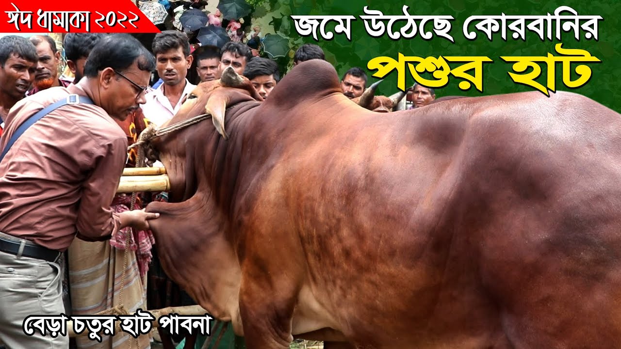 802-জমজমাট হয়ে উঠেছে কোরবানীর পশুর হাট-22 , বেড়া চতুর হাট, পাবনা।  R.I.Manik.Chitrapuri Krishichitra
