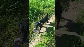 Рубик Несёт Пуллер Ягдтерьер Jagdterrier 1 Год Немецкий Охотничий Терьер Весна Май 2023 Одесса