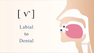 [ ⱱ = f̆ = v̆ ] voiced labiodental tap