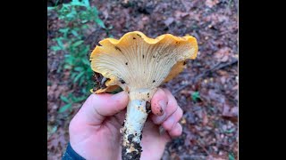 Foraging Wild Chanterelles in Northern CA | Chanterelle and Porchetta Risotto Catch and Cook.