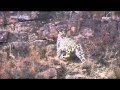 Snow leopards - The Survivors of Altai, #05, 알타이의 눈표범