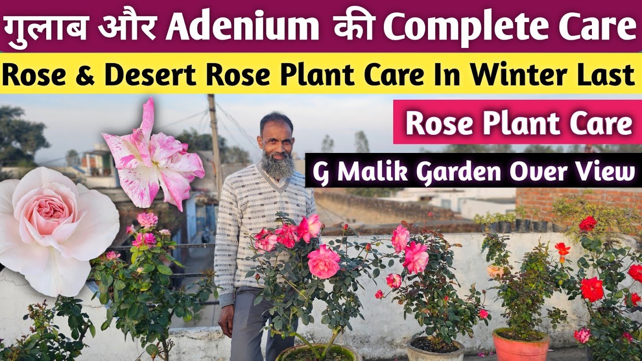 गुलाब और Adenium की Care कैसे करते हैं ग़ालिब भाई🌹Rose And Desert Rose Plant Care🌹Rose Care👌