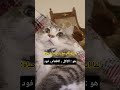 كل همو يأمن مستقبل بطنو قطط صغيرة Funnyanimal