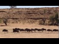 Wildbeests gnus on the emove