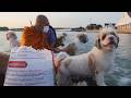 Thai Monk Sails With Adorable Temple Dogs Every Morning