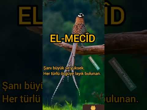 El-Mecîd c.c. Esması ile dua...