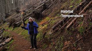 The Blowdown on Marys Peak