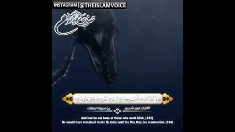 الشيخ عمير شميم سورة الصافات