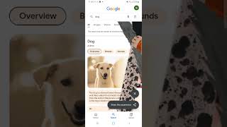 dog google easter egg Net Worth