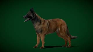 Belgian Shepherd Tervuren Dog #dog #animal #nyilonelycompany #nature #pet #shepherd #belgianmalinois