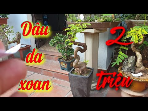 Sh.4186. Cây Dâu Da Xoan Đẹp Giá 2 Triệu Vườn Cảnh Kiều Huy Bonsai Sơn Tây  Hà Nội. - Youtube