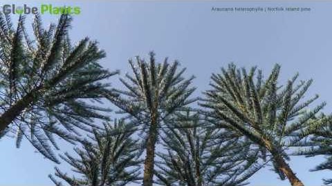 Globeplants : Creating library for Forest Pack