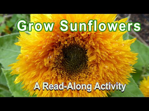 Vídeo: Teddy Bear Sunflower Info: Aprenda a cultivar um girassol de ursinho de pelúcia