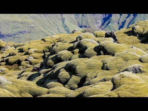 Video: Moss Tsetraria Iceland - Petunjuk Penggunaan, Sifat