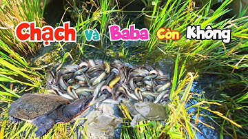 Trổ Cạn Bể Kiểm Tra Baba Và Trạch Sau Lụt Còn Không - Cứu Được Rùa To Vì Lý Do Này / Quế Nghịch