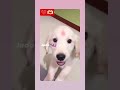 new golden retriver puppy cut video😍💞