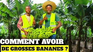 Comment obtenir de gros régîmes de bananes ?