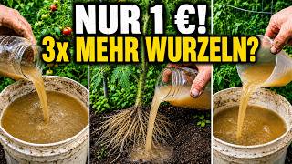Das 1-Euro-Rezept, das Gartencenter verschweigen – deine Wurzeln werden sich verdreifachen!