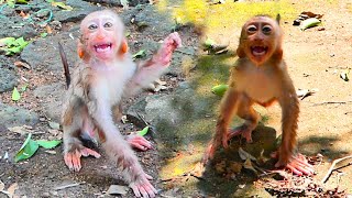Very Funny !Beloved baby monkey NIKO make action funny face -when Mom walk leave him give stay alone