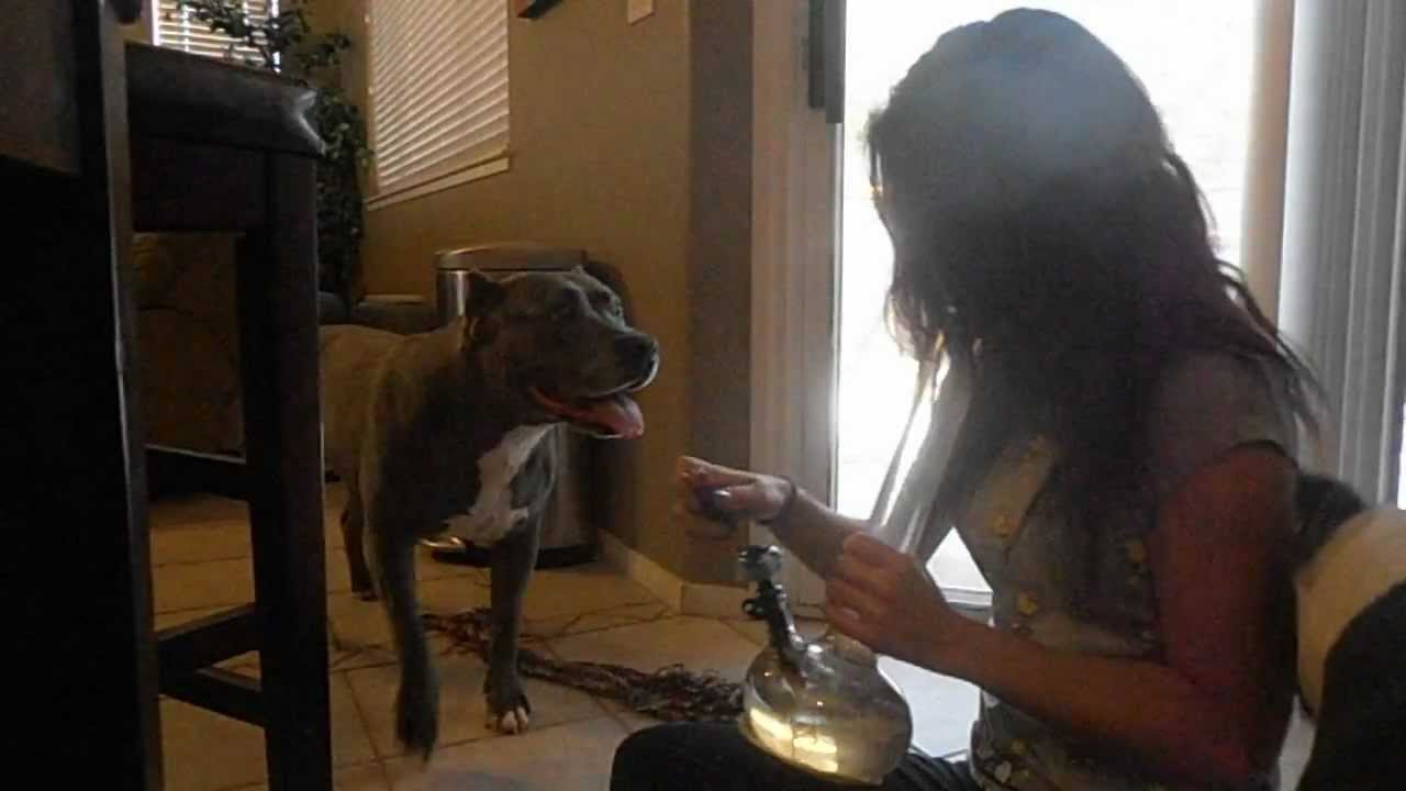 Pit bulls and Bong loads!