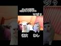 【猫ミーム】彼女に〇処理して貰った話 #shorts #猫 #猫ミーム #猫マニ
