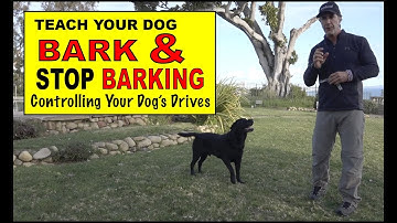 Teach Your Dog to BARK - Teach Your Dog to STOP Barking - Build Drive - Dog Training Video