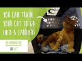 Cat Pawsitive: Home Edition | Train Your Cat to Go Into a Carrier!