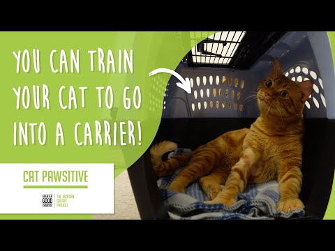 वीडियो: कमान पर उसके टोकरे में जाने के लिए एक बिल्ली सिखाओ