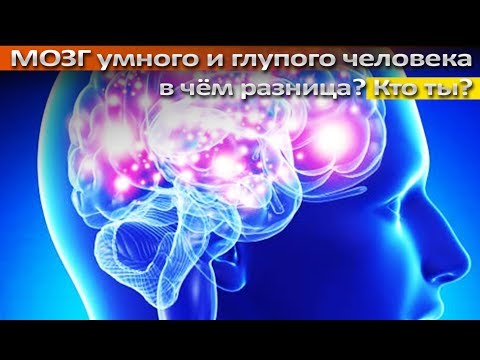 Мозг умных и глупых людей - в чём разница?
