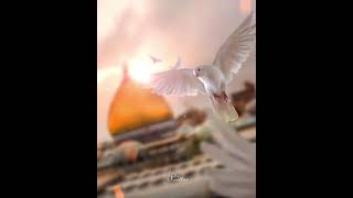 Whatsapp Ucun Maraqli Statuslar Sevgiye Aid Video Sounds App 2021 Status Ucun Video,Menali Video