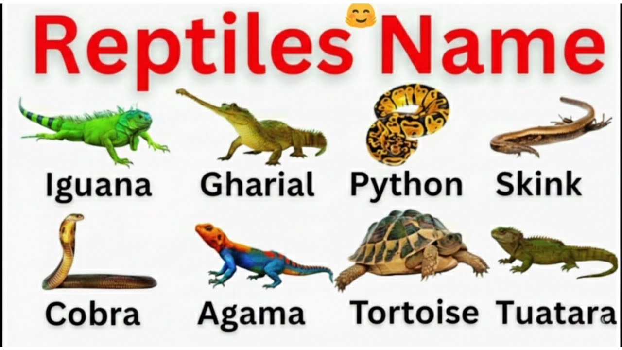 रेंगने वाले जानवरों के नाम । 20 crawling animals name in english for kids vocabulary Learning video 