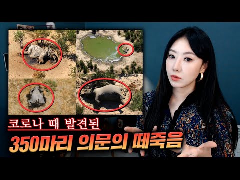 이 시각 <strong>아프리카</strong> <strong>코끼리</strong> 350마리 떼죽음, 그걸 숨기려는 정부? | 토요미스테리 | 디바제시카
