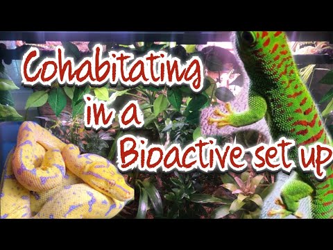 Green Tree Python/Day Gecko Bio-active Setup