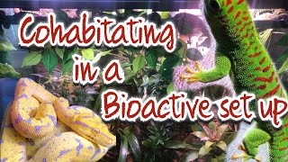 Green Tree Python/Day Gecko Bio-active Setup