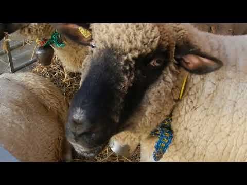 羊市場の羊親子　sheep　2012 1006