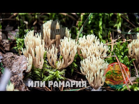 странный гриб рогатик, рамария, редкие грибы оленьи рога, как выглядит, какой на вкус рогатик?