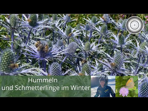 Video: Wo Sich Schmetterlinge Und Mücken Im Winter Verstecken