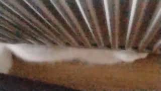 Yeni bir kedim oldu ismi sütlü 