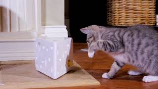 PetSafe Brand "Frolicat Cheese" интерактивная игрушка для кошек PetSafe Brand "Frolicat Cheese" интерактивная игрушка для кошек