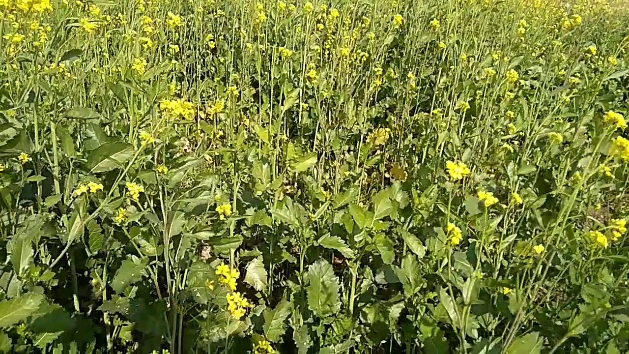 Happy New Year 2019Happy 🌅New 🎆Year