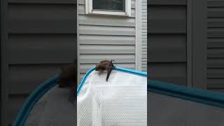 Stuck Dangling Bat Safely Freed Using a Long Pool Net