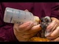 Baby Lemur Being Hand-raised