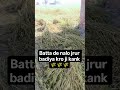 Kank jrur badiya kro ji sayidda toh #farming #farmer #food#kheti #khetibadi #yaadnaaye #song #viral