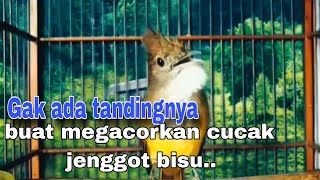 Perangsang cucak jenggot bisu susah bunyi  agar cepat bunyi