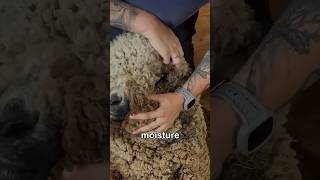 The Wool Just Would Not Stop Coming