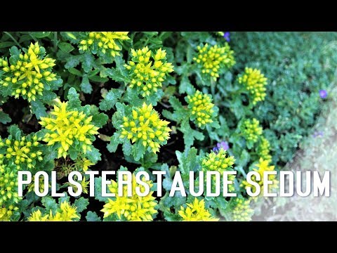 Video: Sedum-Bodendecker (36 Fotos): Beschreibung Des Kriechenden Sedums Mit Kriechenden Trieben, Bepflanzung Und Pflege, Gelbe Und Rote Sorten